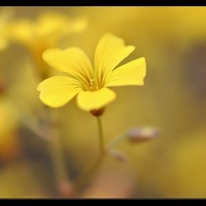 Meet your Posher, Hahn